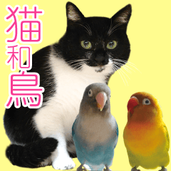 Cats and birds stickers