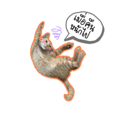 COME RICH_CCAT
