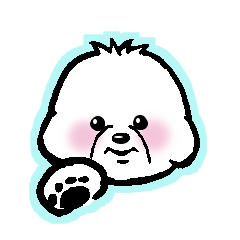 Daily life of Bichon frise