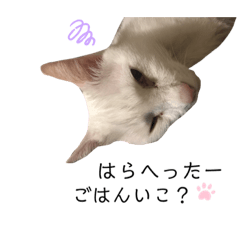 maichi_20200111154722