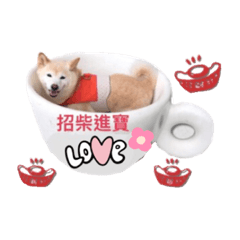 柴犬 娜美的日常