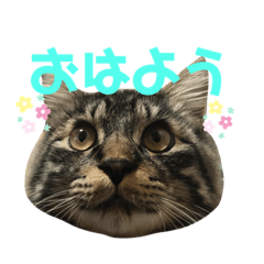 Hee-kun's daily routine.
