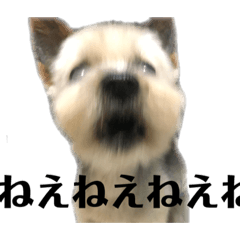 saya_20200111192441