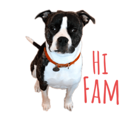 Lexi the American Bulldog
