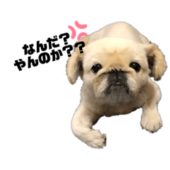 pekipepechan