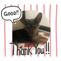 Ringo_20200112094742