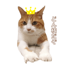どんなのだ