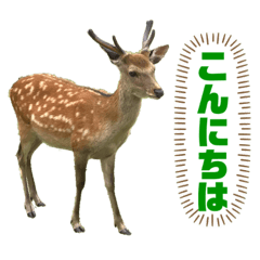 deer and others
