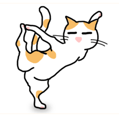 yoga cats