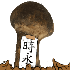 松茸研究家時永さんのマツタケ