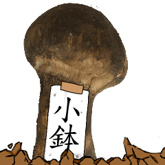 松茸研究家小鉢さんのマツタケ