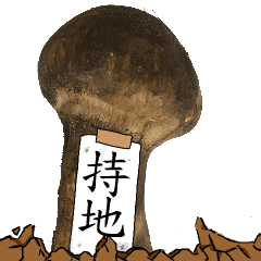 松茸研究家持地さんのマツタケ