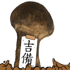 松茸研究家吉備さんのマツタケ