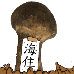 松茸研究家海住さんのマツタケ