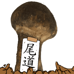 松茸研究家尾道さんのマツタケ