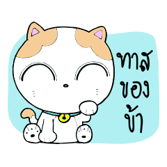 cute cat somduy