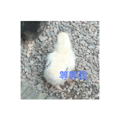 冠伊的旅行日記