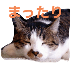 puku_20200113121100