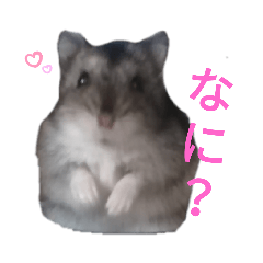 hamstergo