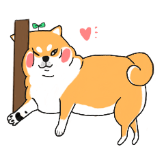 kuma shiba inu daily life