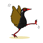 Okinawa Bird