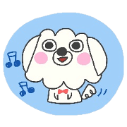 Malta of white dog