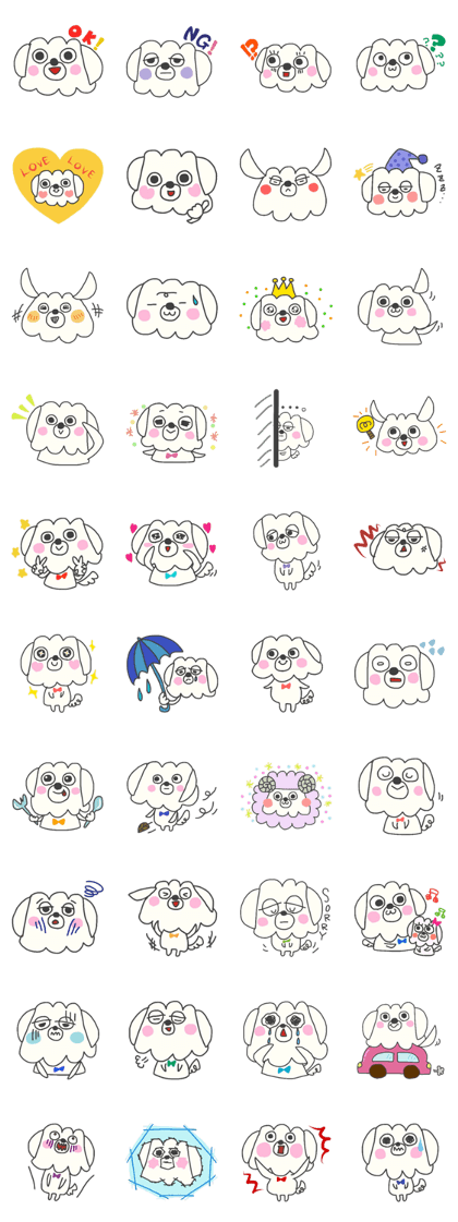 Malta of white dog