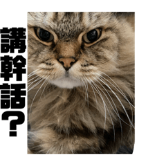 來福布丁馬尼小金