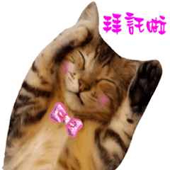 灰寶貝1