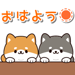 Chubby Shiba Dog