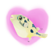 Dwarf pufferfish fugupan