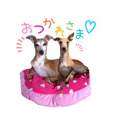 イタグレ兄弟 エースとビィッツ Lineクリエイターズスタンプ Stamplist