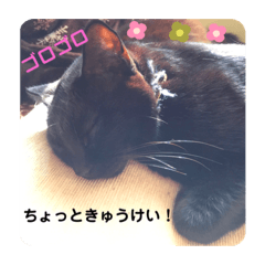 cute cat_20200114182035