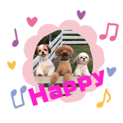 lovely 3 dogs