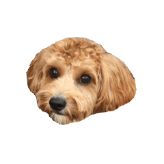 Cavapoo Light-chan sticker2