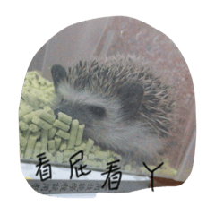 刺蝟寶