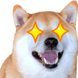 動く 柴犬の写真スタンプ 日常編3 Line スタンプ Line Store