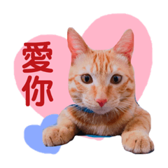 橘貓～ㄚDeiDei