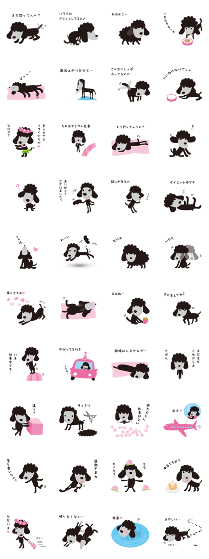 Black Toy Poodle  Sheep dog