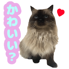 Himalayan cat sticker Japanese Ver.1