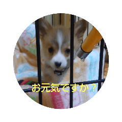 Terms of respect with a baby corgi
