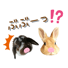 うちの子シリーズ『うさぎのマロンちゃん』