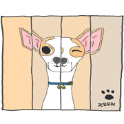 Zeen, the Chihuahua