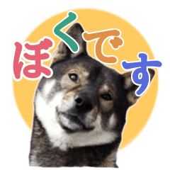 I am a shikoku dog