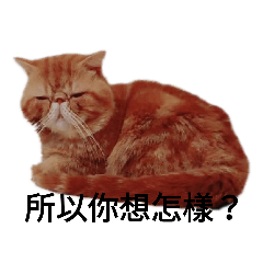 橘子的8種表情包