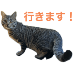 WASABI_20200116000953