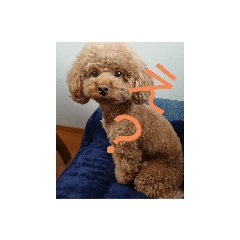 toy poodle @Rutchan