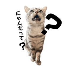 かわいいふうちゃん！