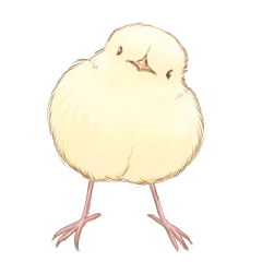 P of chick