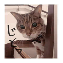 cat_2020